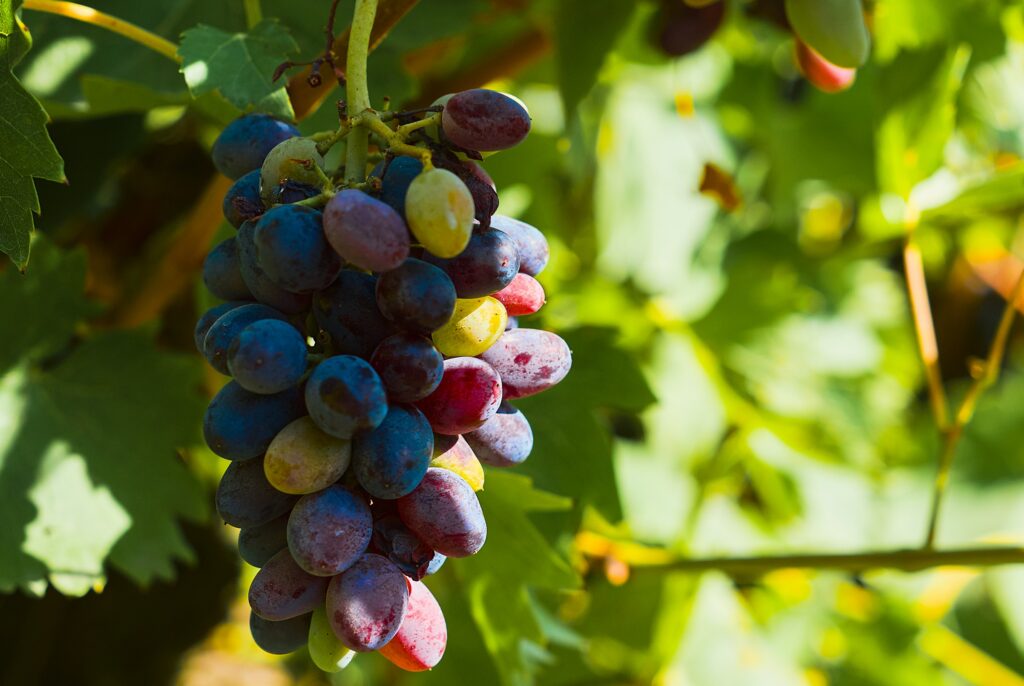 purple-grapes-in-vineyard-harvesting